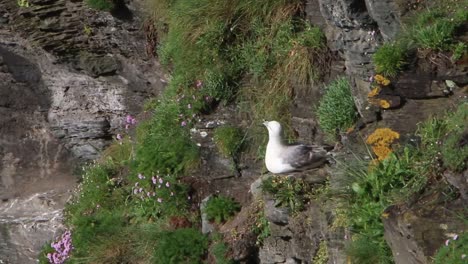 Eissturmvogel,-Fulmarus-Glacialis,-Thront-Im-Frühling-Auf-Einer-Nistklippe-Am-Meer