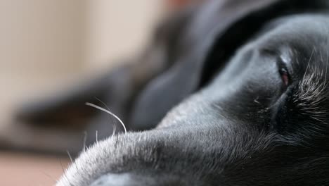 A-detailed-shot-of-a-senior-black-dog's-eyes-closed-in-sleep-on-the-floor