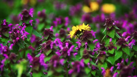 A-blooming-dandelion-in-a-field-of-blooming-purple-herbs
