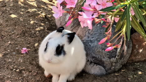 White-bunny-with-black-ears-sitting-under-blooming-pink-flower-bush