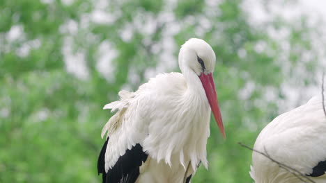 Two-Western-White-Stork-Birds-in-a-Nest