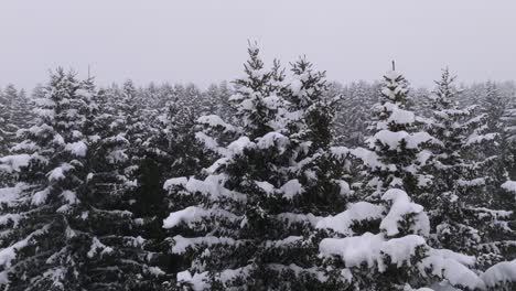 Aerial-revealing-shot-of-mountain-forest-covered-by-snow-during-a-foggy-day