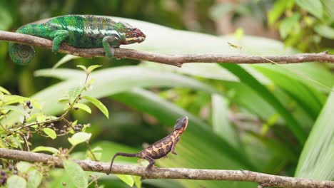 Camaleón-Endémico-De-Vida-Silvestre-En-Rama-Atrapando-Saltamontes-Con-Lengua-Larga-En-Cámara-Súper-Lenta-En-El-Parque-Nacional-De-Madagascar