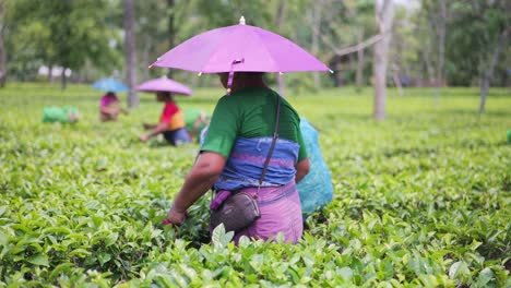 Women's-are-plucking-tea-leaf-in-the-garden