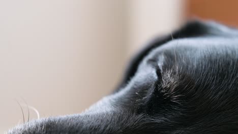 Eine-Nahaufnahme-Der-Augen-Eines-älteren-Schwarzen-Hundes,-Der-Auf-Dem-Boden-Schläft