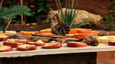 Food-for-majestic-butterfly-in-national-zoo,-handheld-view