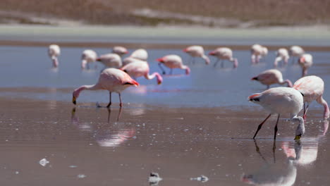 Detaillierte-Statische-Ansicht-Von-Flamingos-Jagen-Mit-Kopf-Im-Wasser,-Herde-Im-Hintergrund