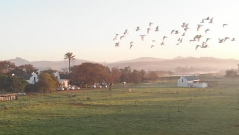 Drone-shot-displaying-a-cow-farm-during-sunrise,-with-birds-flying-past-the-lens