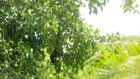 Monos-Araña-Colgando-De-árboles-En-El-Bosque-Tropical-Y-Saltando-De-Ramas