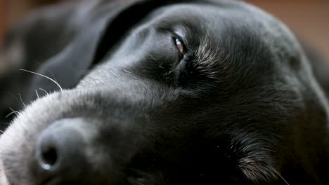 Enger-Fokus-Eines-älteren-Schwarzen-Hundes,-Der-Auf-Dem-Boden-Schläft
