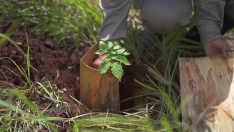 Person-carefully-plants-a-young-tree-in-a-protective-wooden-shelter-amidst-green-grass-on-a-sunny-day,-promoting-reforestation-efforts