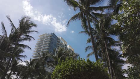 Palmen-Wiegen-Sich-Im-Wind-Mit-Gebäuden-Von-Miami-Beach-Im-Hintergrund-Unter-Einem-Klaren-Himmel