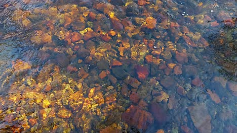 Rocky-creek-floor-visible-beneath-the-crystal-clear-stream-of-fresh-water-in-the-afternoon-spring-sun