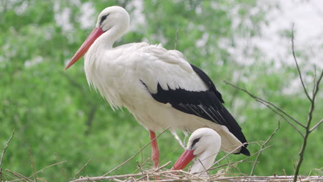 Pair-of-Western-White-Stork-Birds-Resting-in-a-Nest