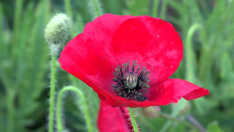 Primer-Plano-De-Una-Flor-De-Amapola-Roja,-Como-El-Fondo-Verde-De-Otras-Plantas-Borrosa