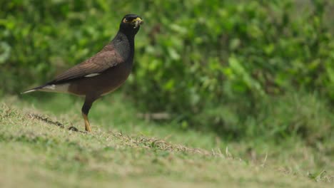 Mynah-bird-holds-small-grub-insect-in-beak-as-it-crouches-taking-off-in-flight-in-slow-motion
