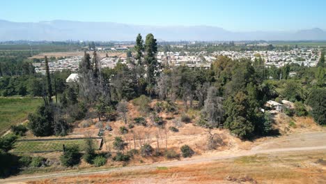 green-forest-on-the-banks-of-Maipo,-in-the-commune-of-Buin,-country-of-Chile