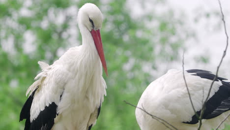 Cigüeña-Blanca-Occidental,-Dos-Pájaros-En-Un-Nido---Primer-Plano