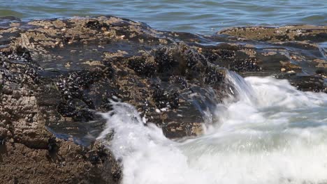 Kleine-Wellen-Bedecken-Einen-Mit-Muscheln-Bedeckten-Felsen-In-Ufernähe
