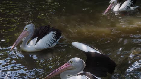 Close-up-of-Australian-pelicans-gracefully-gliding-through-a-small-pond