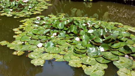 Water-lilies-with-pink-flowers-in-a-still-water-lake