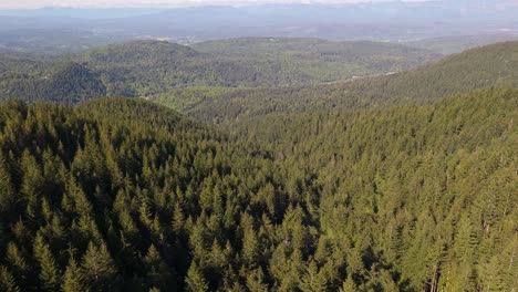 Scenic-aerial-view-flying-over-evergreen-forest-in-the-Issaquah-Alps-in-Washington-State