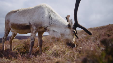 White-fur-male-Reindeer-grazing-on-sunny-spring-day