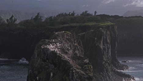 Schwarze-Und-Weiße-Seevögel-Thront-Auf-Gefährlichen-Küstenklippen-An-Der-Nordküste-Von-Maui