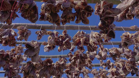 Bundles-of-cod-heads-hanging-on-wooden-scaffolding-to-dry