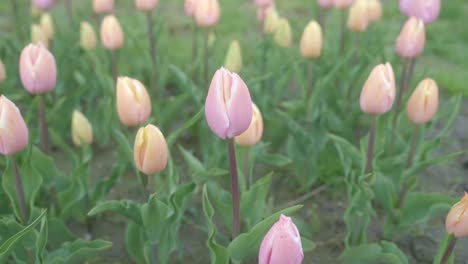 Colorful-tulips-with-pastel-colors