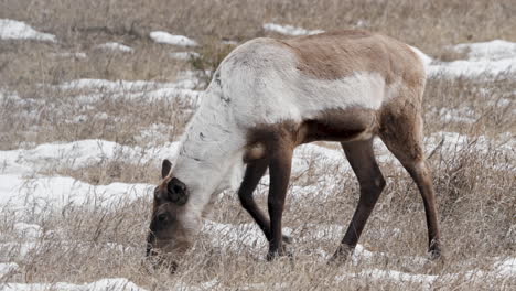 Woodland-Caribou-In-The-Wild-In-Yukon,-Canada---Wide-Shot