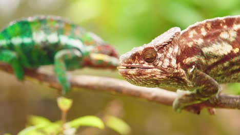 Camaleón-Endémico-De-Vida-Silvestre-En-Rama-Captura-Saltamontes-Con-Lengua-Larga-En-Cámara-Súper-Lenta-En-La-Selva-Tropical-De-Madagascar