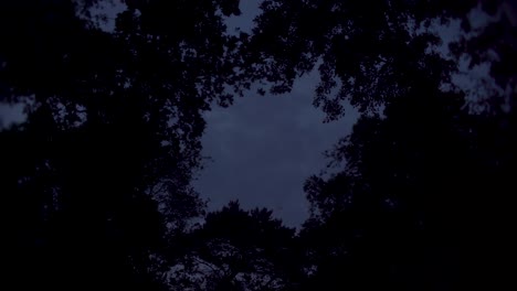 Shot-of-sky-in-a-forest-with-trees-and-clouds,-dark