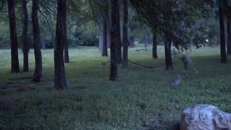 Ein-Hase-Hüpft-Durch-Einen-Wald-Voller-Glühwürmchen