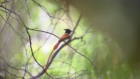 Indian-Paradise-Flycatcher-with-hunt-in-forest