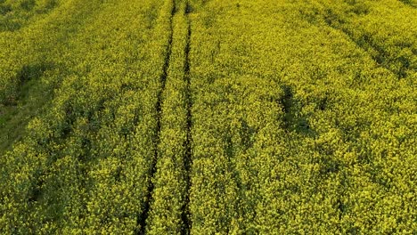 Campo-De-Colza-Dorada-Con-Huellas-De-Tractor,-Vista-Aérea