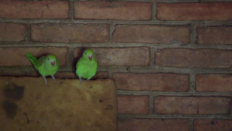 Ein-Paar-Papageien-Mit-Türkiser-Stirn-In-Einem-Haus