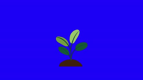 Plant-with-4-leaves-grows-and-germinates-on-dirt-mound-on-blue-background