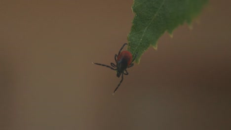 Detailed-close-up-of-a-mite-perched-on-a-green-birch-leaf,-showing-its-dark-brown-body-and-reddish-orange-markings