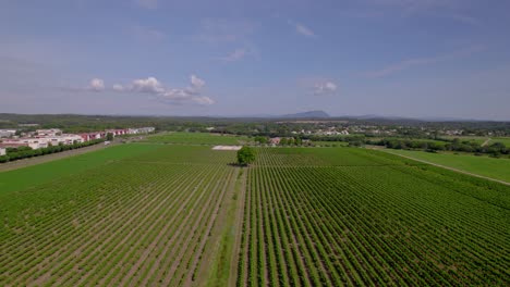 Exuberantes-Hileras-De-Viñedos-Cerca-Del-Borde-Urbano-En-Lecrès,-Francia---Antena