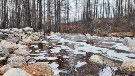 A-spring-creek-flowing-among-trees-in-the-forest,-refreshing-nature