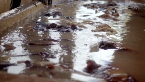 Piel-De-Cuero-Empapada-En-Agua,-Limpieza,-Ablandamiento,-Procesos-Industriales