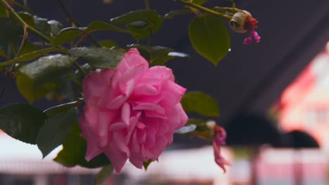 Primer-Plano-De-Rosa-Rosa-Soplando-En-El-Viento-Con-Fondo-Negro-Borroso,-Cámara-Lenta