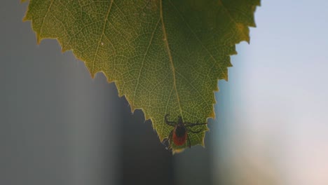 Detailed-close-up-of-a-mite-perched-on-a-green-birch-leaf,-showing-its-dark-brown-body-and-reddish-orange-markings