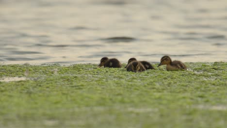 Ducklings-swimming-through-green-algae-in-a-serene-lake