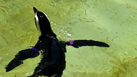 Penguin-swimming-in-clear-water-with-beak-open,-creating-ripples