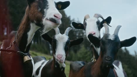 Group-of-goats,-Austrian-mountain-village