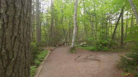 A-walk-on-a-path-at-Wolf-Neck-State-Park,-Maine-showing-a-variety-of-trees-like-Pine,-Oak,-and-Pine
