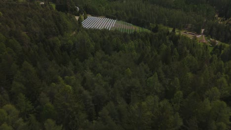 Ein-Dichter-Wald-Mit-Sonnenlicht,-Das-Durch-Die-Baumkronen-Fällt,-Luftaufnahme