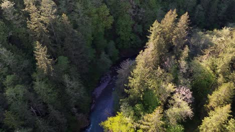 Scenic-orbital-shot-flying-over-Evergreen-forest-revealing-flowing-river-in-Carbonado,-Washington-State